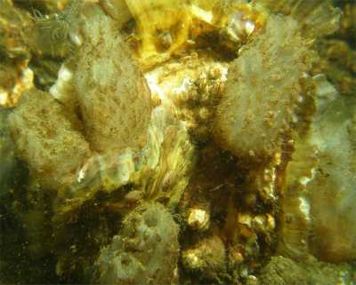 AA.aspersa05_k AA.aspersa05_k