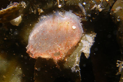 AAscidiella_scraba001XL_k AAscidiella_scraba001XL_k