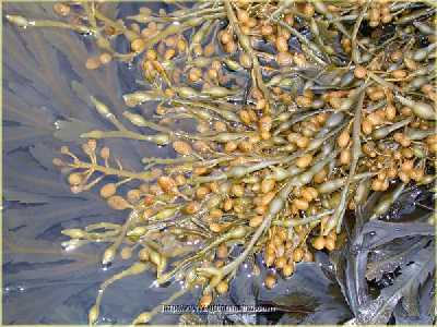 AAscophyllum_nodosum_k