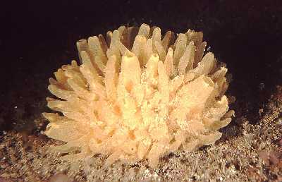 AAufrechter Schwamm_k AAufrechter Schwamm_k