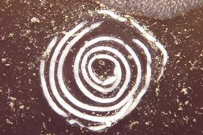 ABreitwFadenschnLaich_k02