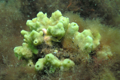 ABrotkrumenSchwamm_002_XL_k ABrotkrumenSchwamm_002_XL_k