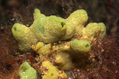 ABrotkrumenSchwamm_003_XL_k ABrotkrumenSchwamm_003_XL_k