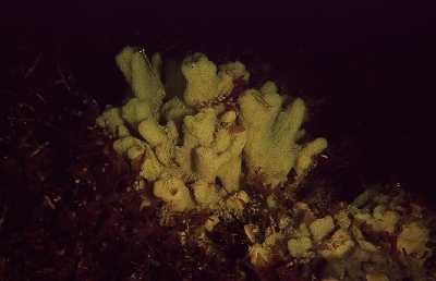 ABrotkrumenSchwamm_k ABrotkrumenSchwamm_k