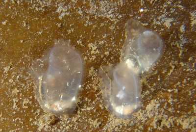 ACorella_parallelogramma005XL_k02 ACorella_parallelogramma005XL_k02