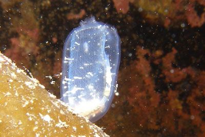 ACorella_parallelogramma006XL_k02 ACorella_parallelogramma006XL_k02