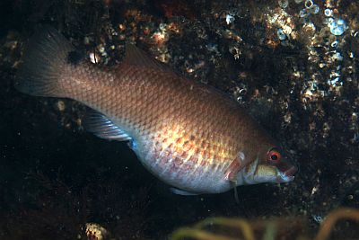 ACtenolabrus_rupestris_024_XL_k