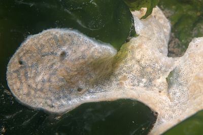 ADiplosoma_listerianum_001_XL_k ADiplosoma_listerianum_001_XL_k