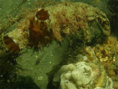 AFalten-Ascidie20_k AFalten-Ascidie20_k