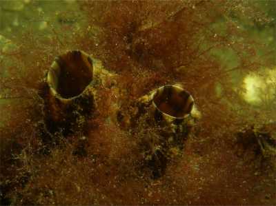 AFalten-Ascidie27_k AFalten-Ascidie27_k