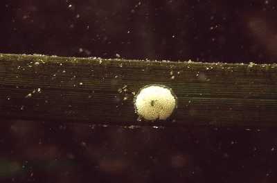 AGebGrbchenschnLaich_k