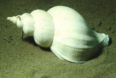 AGemSpindelschnecke_k02