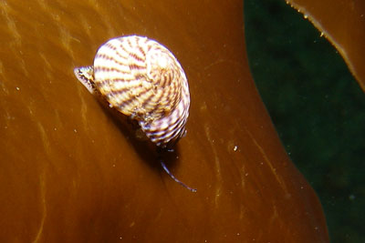 AGibbula_cinerariaXL007_k