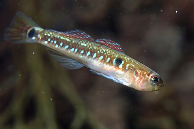 AGobiusculus_flavescens_016_XL_k