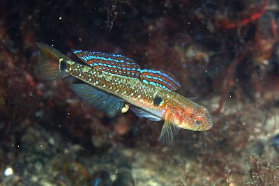 AGobiusculus_flavescens_m_001_XL_k