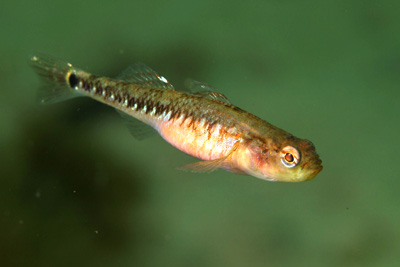 AGobiusculus_flavescens_w_003_XL_k