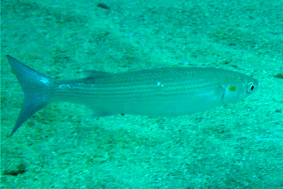 AGoldmeeraesche_001_XL_k