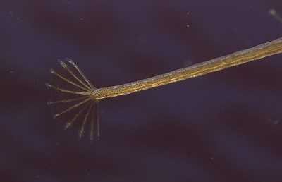 AGrasnadel_Schwanz_k