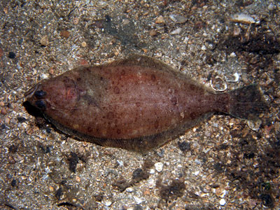 AHippoglossoides_platessoides1