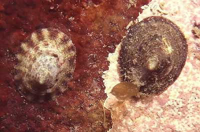 AJungfrulNapfschn_k02