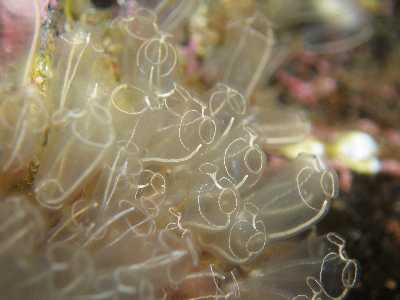 AKeulenSeescheide_k02 AKeulenSeescheide_k02