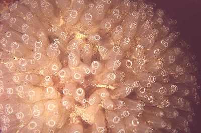 AKeulenseesch_k AKeulenseesch_k