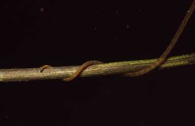 AKlSchlangen_Schwanz_k