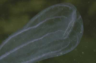 AMelonenQualle_k AMelonenQualle_k