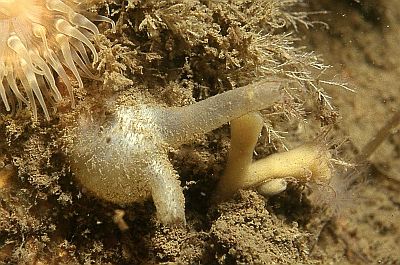 AMolgula_manhattensis01_k02 AMolgula_manhattensis01_k02