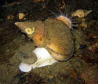 ANeptunea_despecta_k