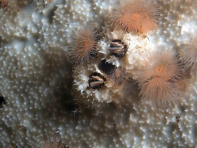 APleraplysilla_minchini_001_XL_k APleraplysilla_minchini_001_XL_k