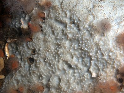 APleraplysilla_minchini_002_XL_k APleraplysilla_minchini_002_XL_k