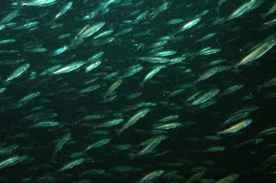 APollachius_virens_juv006_k