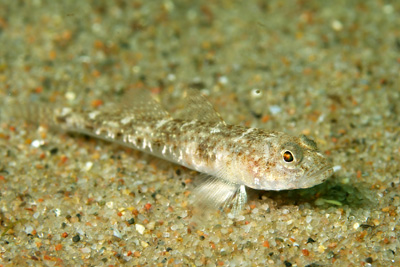 APomatoschistus_microps_w_002_XL_k