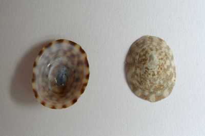 ASchildkrNapfschnecke_XL_k