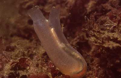 ASchlauchseesch3_k ASchlauchseesch3_k