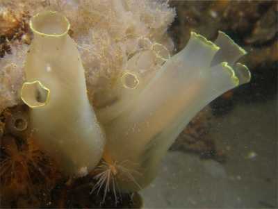 ASchlauchseescheide19_k ASchlauchseescheide19_k