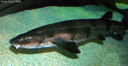 AScyliorhinus_canicula2