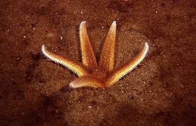 ASeestern_fress_Bentos_k