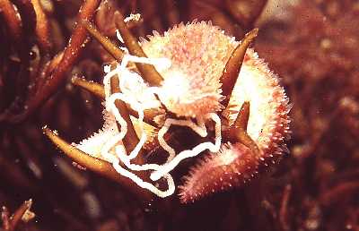 ASeestern_fress_Laich_k