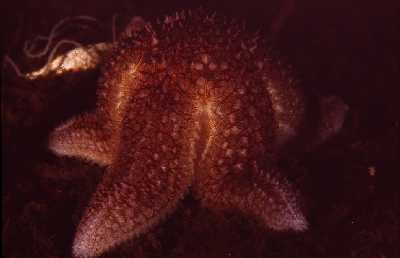 ASeestern_fress_Musch_k