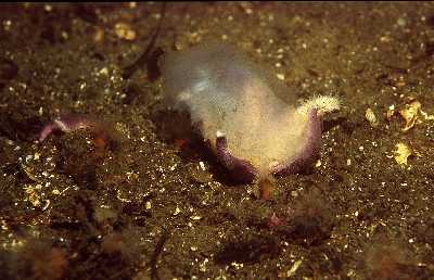 ASeestern_fress_Qualle_k