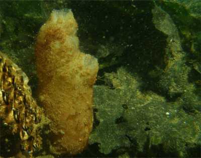 ASpritzSeescheide02_k ASpritzSeescheide02_k