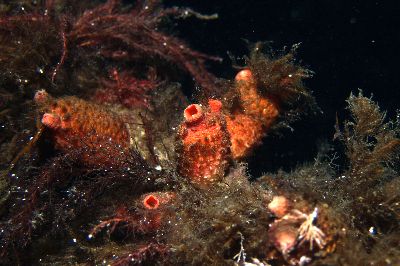 AStyela_coriaceaXL_013_k02 AStyela_coriaceaXL_013_k02