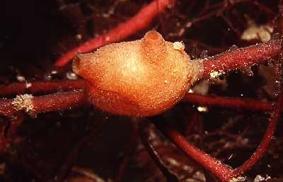 ATangbeere_k ATangbeere_k