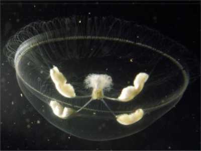 ATiaropsis_multicirrata_k