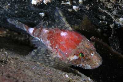 AZwergseeskorpion_k02