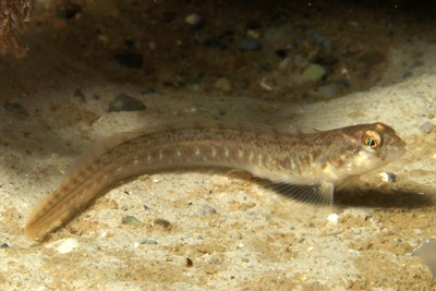 Aalmutter_juv_011_XL_k