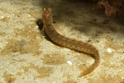 Aalmutter_juv_012_XL_k