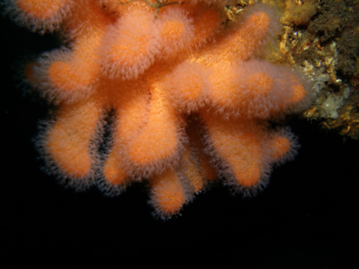 Alcyonium_digitatum016_XL_k